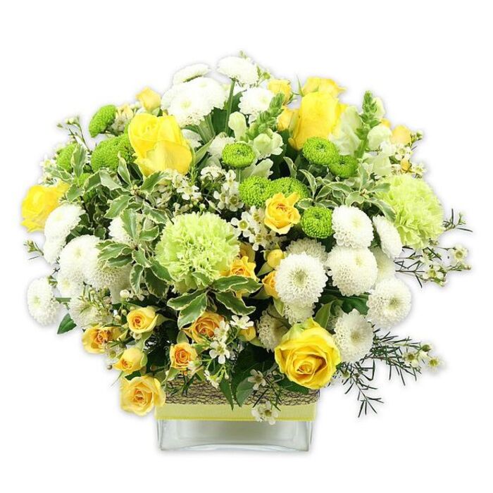 In the photograph, a generously full, domed floral arrangement sits in a clear, square glass vase, its palette of yellows, whites, and fresh greens glowing against a seamless white background. The main focus is on vibrant yellow roses, some fully open with their spiralling, velvety petals on display, others poised as elegant buds, evoking a sense of unfolding celebration. Threaded between these focal blooms are clusters of smaller yellow spray roses, whose many tiny petals and closely packed heads add both density and visual interest. White pompom chrysanthemums appear throughout the bouquet as neat, spherical forms, each densely petaled and soft-edged, bringing a cooling, restful balance to the brighter yellows. Peppered among them are lime green button chrysanthemums, small and globe-shaped, their vivid colour lending a zesty, modern touch. Larger, frilled pale green flowers-perhaps special varieties of chrysanthemums or green carnations-give the arrangement extra volume and a gently ruffled silhouette, like foliage stirred by a light breeze over Barnet's parks. The whole composition is cradled by lush greenery: deep green leaves, variegated foliage with creamy white margins, and fine, wispy filler greens that help define the bouquet's rounded contour. Scattered delicately through the design are tiny white filler blossoms, star-like and airy, which enhance the bouquet's intricacy without overwhelming it. The square glass vase reveals the clean lines of the stems within and is wrapped mid-way with a rustic, bark-like band, over which a bright lime green ribbon is laid horizontally, echoing the fresh greens of the blooms. With its blend of warmth and clarity, this arrangement feels ideal for marking special moments in Barnet-birthdays, new jobs, or simply the wish to send a pure, uplifting gesture.