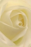 This detailed photograph draws the viewer deep into the luminous heart of a cream-white rose, as though one is softly enveloped by its petals on a peaceful Barnet morning. The spiral of each petal invites gentle exploration; they feel almost weightless, delicately gracing one another as morning light steals through the window. Faint shadows create a quiet intrigue among the ivory folds, lending a sense of depth and stillness. The mood is serene and contemplative, much like the gentle pace of strolls through Barnet's leafy avenues. For a florist here, this rose is the embodiment of heartfelt reverence, sincerity, and new beginnings-perfect for occasions when gentle sympathy, admiration, or a simple wish for hope is needed. The suggestion of its sweet, elusive fragrance lingers in the mind, understated yet unmistakable, reflecting the soft-spoken beauty of arrangements delivered by Barnet Florists. The close-up view not only highlights the incredible structure and natural artistry of the flower but also the emotional resonance that comes from selecting such a bloom for a significant moment unique to the Barnet community.